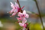 Gaura lindheimeri