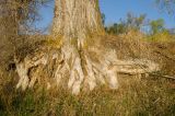 Populus nigra. Нижняя часть ствола взрослого дерева с частично обнажившейся верхней частью корневой системы. Республика Башкортостан, Хайбуллинский р-н, Антинганский сельсовет, окр. дер. Янтышево, долина р. Сакмара, береговая терраса. 2 мая 2022 г.