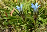 Gentiana kaufmanniana