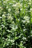 Galium boreale