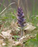 Ajuga orientalis. Цветущее растение. Краснодарский край, Крымский р-н, окр. станицы Неберджаевская, ур. Малый Яр, каменистая поляна в буково-грабово-дубовом лесу. 02.04.2023.