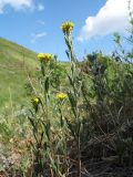 Erysimum hieraciifolium. Верхушки побегов с соцветиями и завязавшимися плодами. Казахстан, Восточно-Казахстанская обл., Калбинский Алтай, окр. пер. Таргын, склон западной экспозиции, степь с кустарниками на мелкозёме. 22 июня 2023 г.