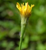 Scorzoneroides autumnalis