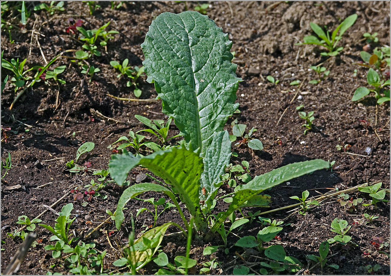 Изображение особи Cynara scolymus.