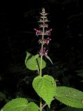 Stachys sylvatica. Верхушка цветущего растения. Ульяновская обл., г. Димитровград, пойма р. Б. Черемшан, лесопарк \"Дубовая роща\", местами заболоченная дубрава. 12.06.2023.