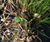 Calla palustris. Листья. Калужская обл., Спас-Деменский р-н, окр. Малого Игнатовского болота, исток р. Вдовчанка, берег. 10 сентября 2022 г.