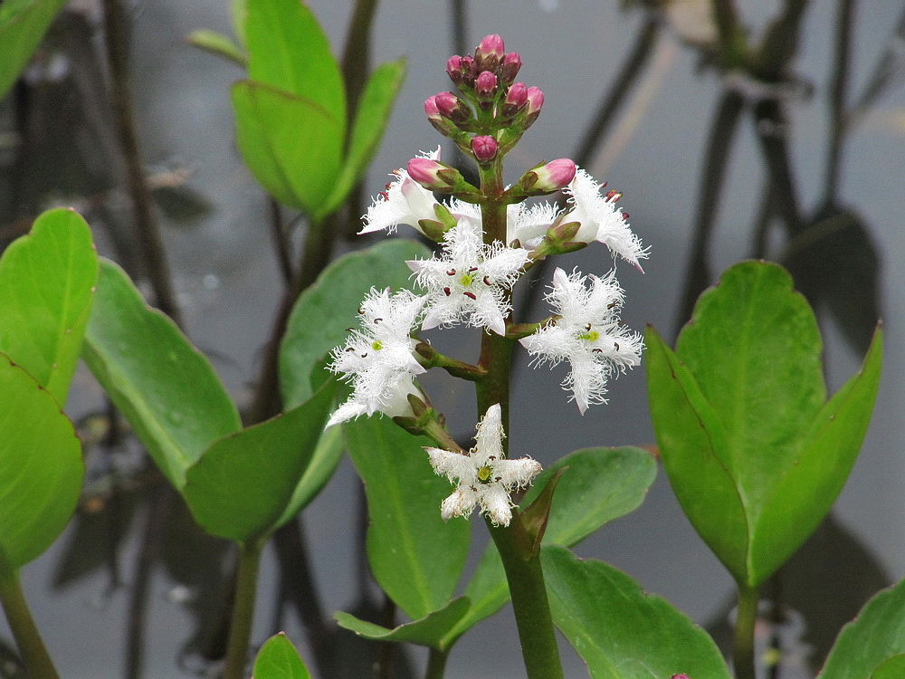 Изображение особи Menyanthes trifoliata.