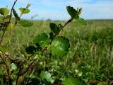 род Betula. Веточка с листьями. Полярный Урал, берег Левого Кечпеля. 21.07.2011.