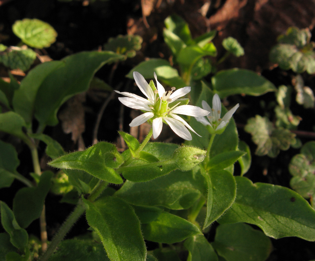 Изображение особи Myosoton aquaticum.