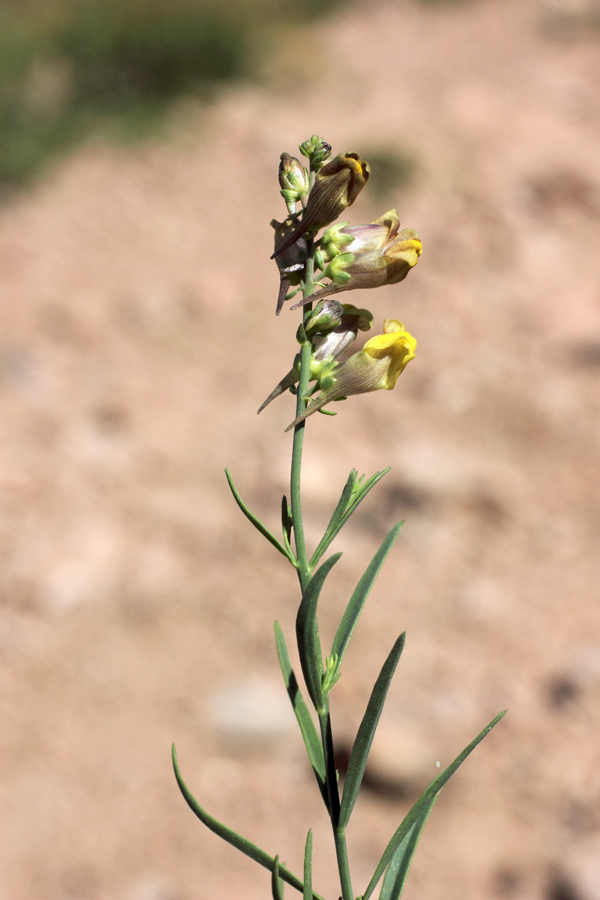 Изображение особи Linaria popovii.