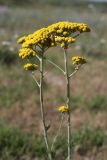 Handelia trichophylla. Верхушки побегов с соцветиями. Южный Казахстан, нижний Боролдай, 2 км выше пос. Коктюбе. 02.06.2012.