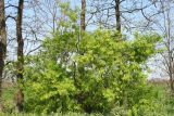 Caragana arborescens. Цветущее растение. Ростовская обл., Неклиновский р-н, Носовское с/п, балка Носова. 02.05.2013.