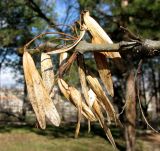 Fraxinus excelsior. Перезимовавшие соплодия. Ставропольский край, г. Кисловодск, Крестовая гора, посадки на вершине горы. 24.03.2013.