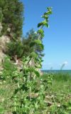 Mentha pulegium. Верхушка плодоносящего растения. Абхазия, Гудаутский р-н, побережье Черного моря. 17.06.2012.