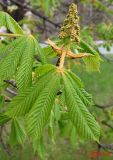 Aesculus hippocastanum. Развивающееся соцветие и молодые листья. Украина, г. Луганск, сквер на территории НАУ. 20.04.2014.