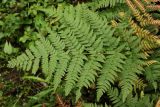 Dryopteris expansa