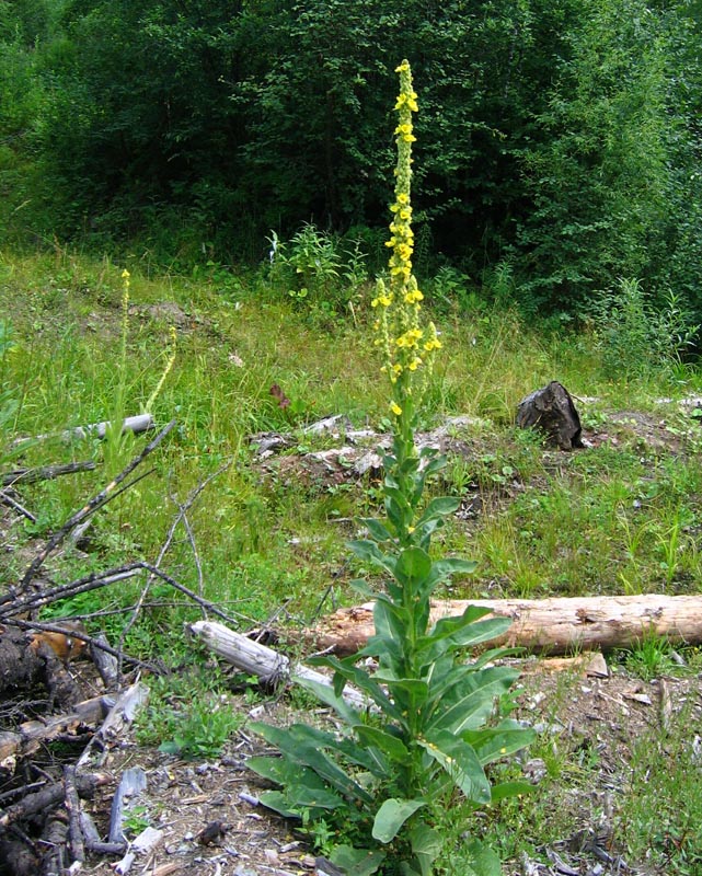 Изображение особи Verbascum thapsus.