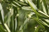 Polygonatum sewerzowii