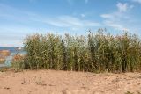 Phragmites australis. Заросли плодоносящих растений на песчаном пляже. Ленинградская обл., Кингисеппский р-н, окр. пос. Новое Гарколово, побережье Финского залива. 06.09.2015.