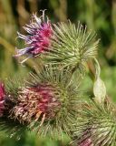 Arctium tomentosum