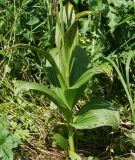 Veratrum nigrum