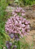 Valeriana alternifolia