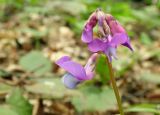 Lathyrus vernus