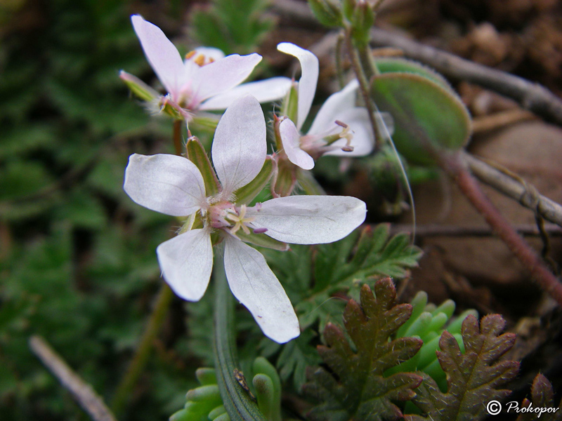 Изображение особи Erodium ciconium.