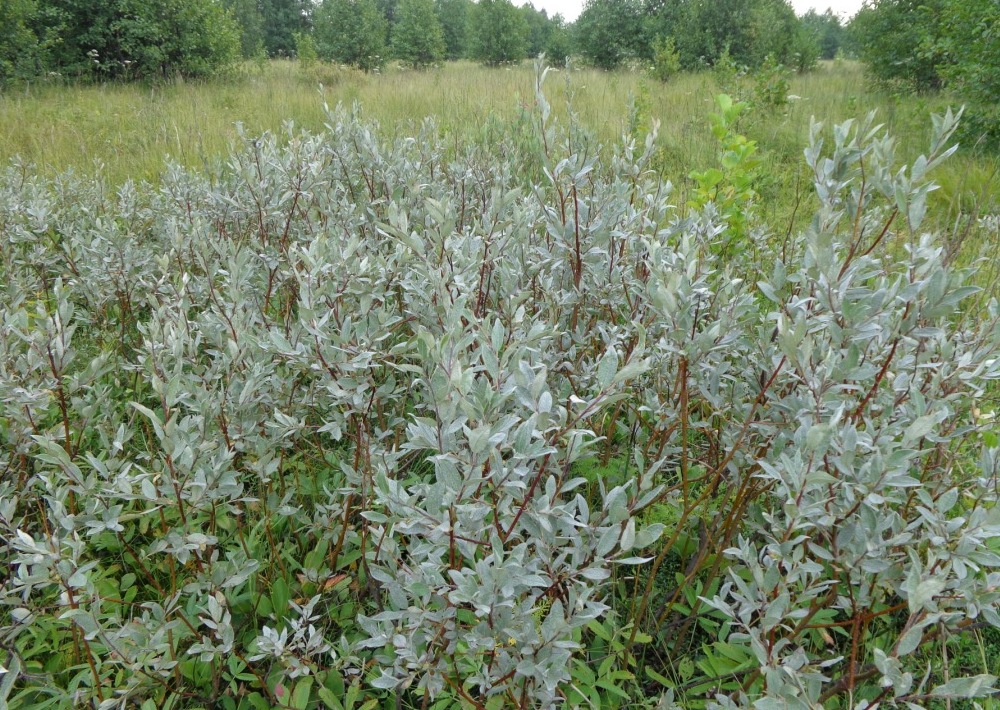 Изображение особи Salix lapponum.