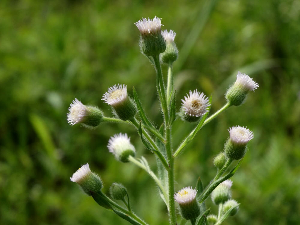 Изображение особи Erigeron acris.