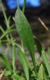 Silene saxatilis