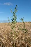 Chenopodium album. Верхушка плодоносящего растения. Беларусь, Витебская обл., Городокский р-н, окр. пос. Малашенки, сорное в посевах озимой пшеницы (Triticum aestivum). 17.08.2016.