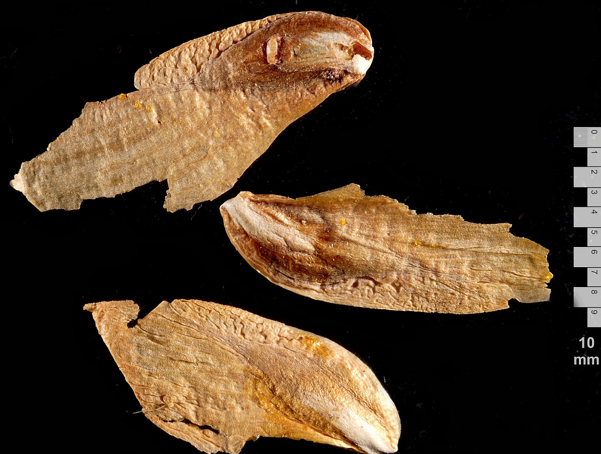 Image of Calocedrus decurrens specimen.