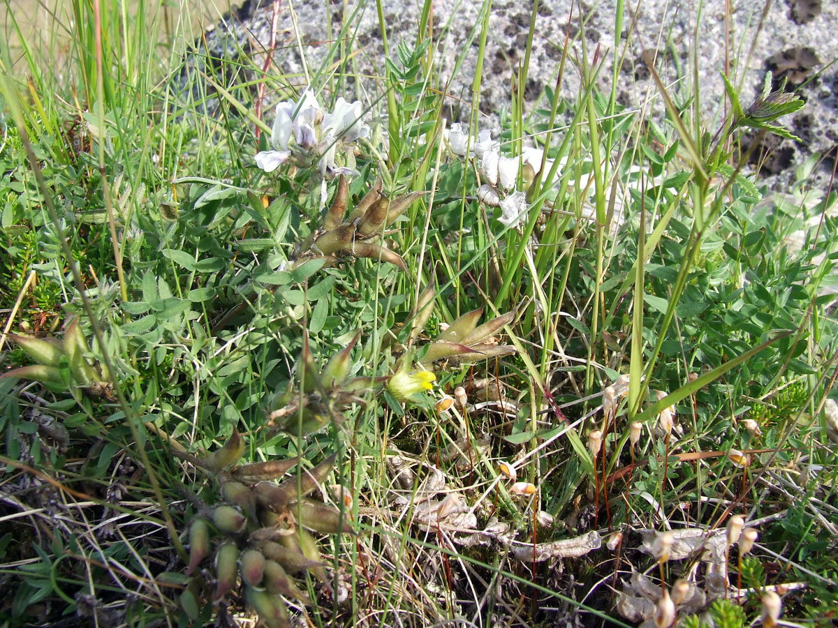 Изображение особи Astragalus subpolaris.