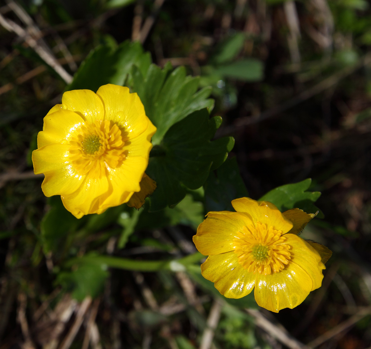 Изображение особи Ranunculus altaicus.