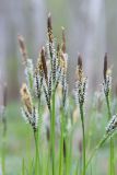 Carex cespitosa. Верхушки побегов с соцветиями. Кировская обл., окр. г. Кирово-Чепецк, сырая низинка на поляне в смешанном лесу. 28.05.2017.