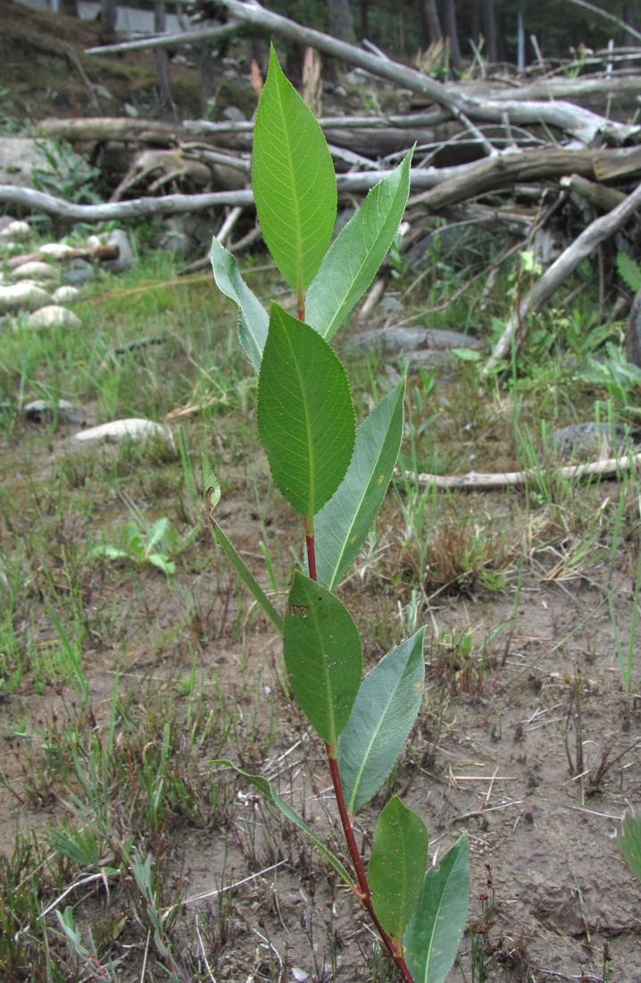 Изображение особи Salix pentandrifolia.