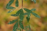 Chamaecytisus ruthenicus