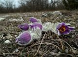 Pulsatilla taurica