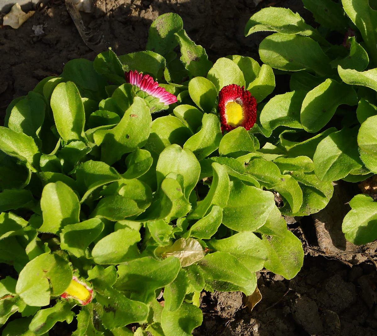 Изображение особи Bellis perennis.