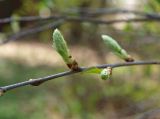 Padus virginiana. Часть побега с развивающимися соцветиями. Московская обл., Раменский р-н, пос. Ильинский, самосев на дачном участке. 02.05.2018.