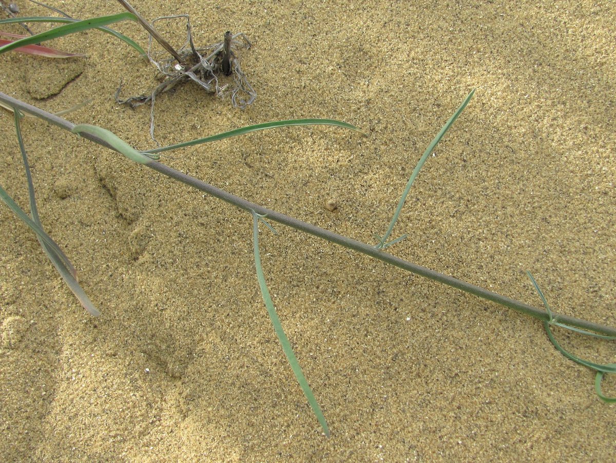 Image of Syrenia siliculosa specimen.