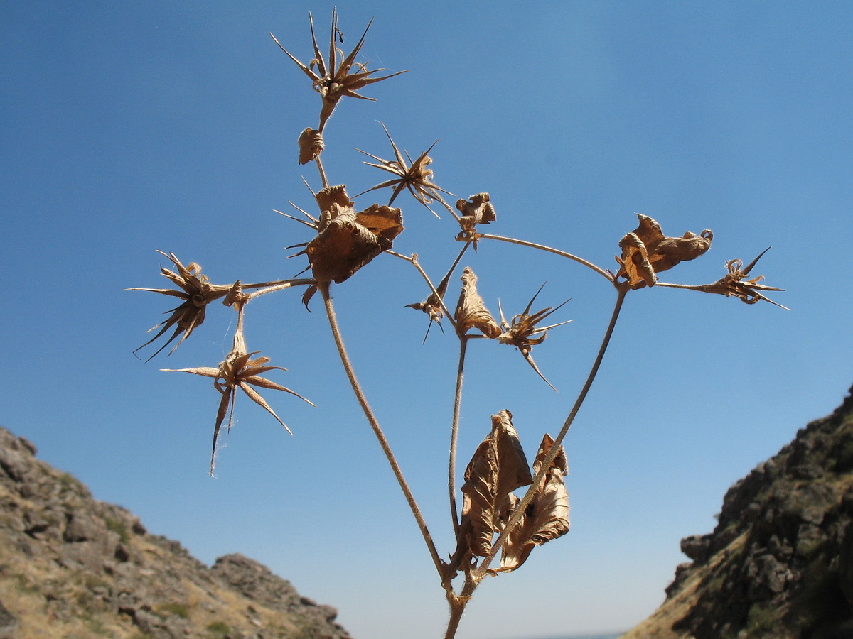 Изображение особи Orthurus heterocarpus.