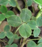 Trifolium bonannii