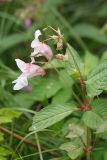 Impatiens glandulifera. Верхушка растения с бутонами, цветками и незрелыми плодами (бледноокрашенная форма). Финляндия, муниципалитет Савонлинна, окр. туркомплекса Харьюн Портти, берег оз. Пихлаявеси, травяно-кустарниковая растительность у обочины дороги по дамбе. 05.08.2018.