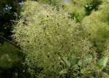 Cotinus coggygria