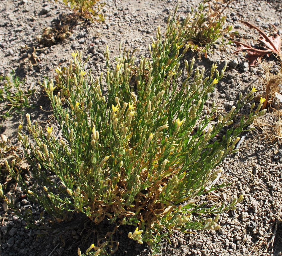 Изображение особи Pseudolinosyris grimmii.