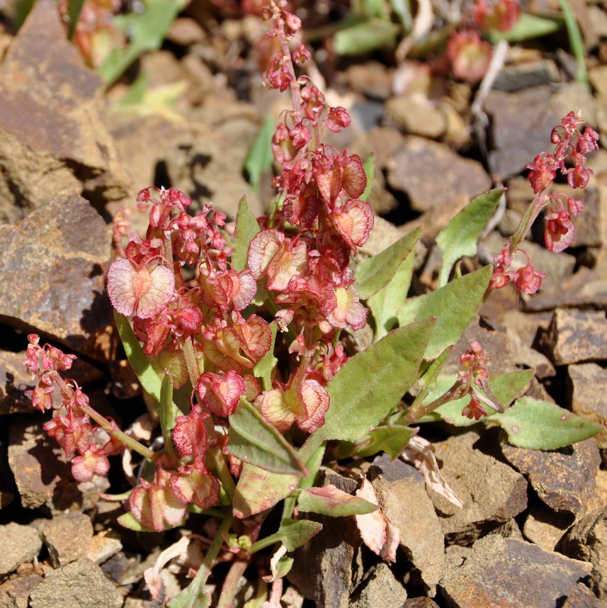 Изображение особи Rumex cyprius.