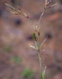 Dianthus superbus. Плодоносящий побег. Пермский край, Оханский р-н, Кунчурихинский бор, обочина грунтовой дороги, вдоль большой поляны в хвойном лесу. 18.08.2018.