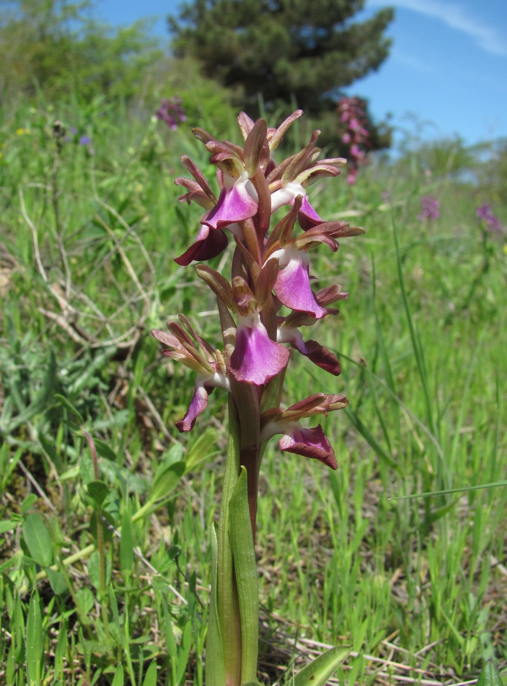 Изображение особи Anacamptis collina ssp. fedtschenkoi.